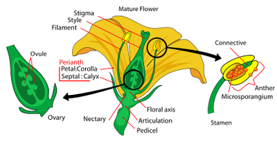 Stamens in context