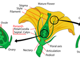 Stamen