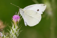 Small White butterfly feeding on a thistle flower
