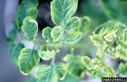 Tomato Tomato Yellow Leaf Curl Virus