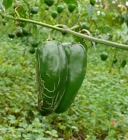 Chilli Early jalapeno