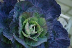Red Cabbage.jpg (127 KB) Red cabbage
