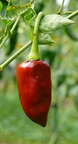 Chilli Guajillo