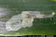 Corn Leafminer Liriomyza spp
