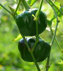 Sweet pepper Chocolate bell