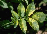 Potato Mosaic Virus