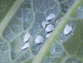 Cabbage whitefly on kale