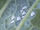 Cabbage whitefly