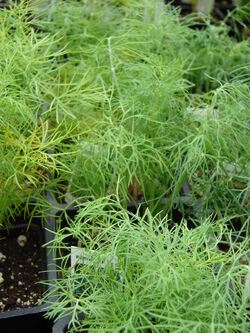 Dill Anethum graveolens