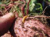 Wireworm