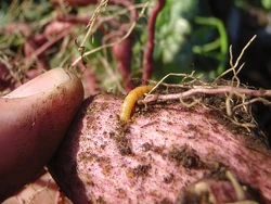 Sweet Potato Wireworm