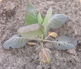 Nitrogen deficiency on cabbage