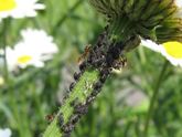 Blackfly on a flower stalk
