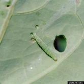 Cabbage Diamond-Back Moth Caterpillar.jpg (428 KB) Cabbage