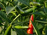 Capsicum annuum 'Pelita'