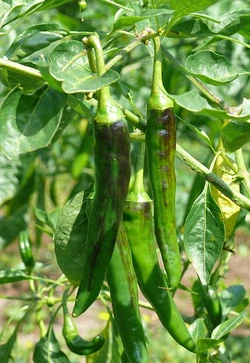 Chilli Sigaretta di bergamo