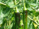 Capsicum annuum 'Sigaretto di bergamo'