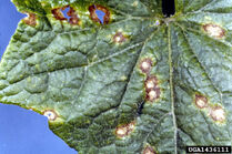 Cucumber Anthracnose Leaf Colletotrichum orbiculare