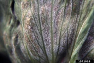 Lettuce Downey Mildew.jpg (73 KB) Lettuce (Bremia lactucae)