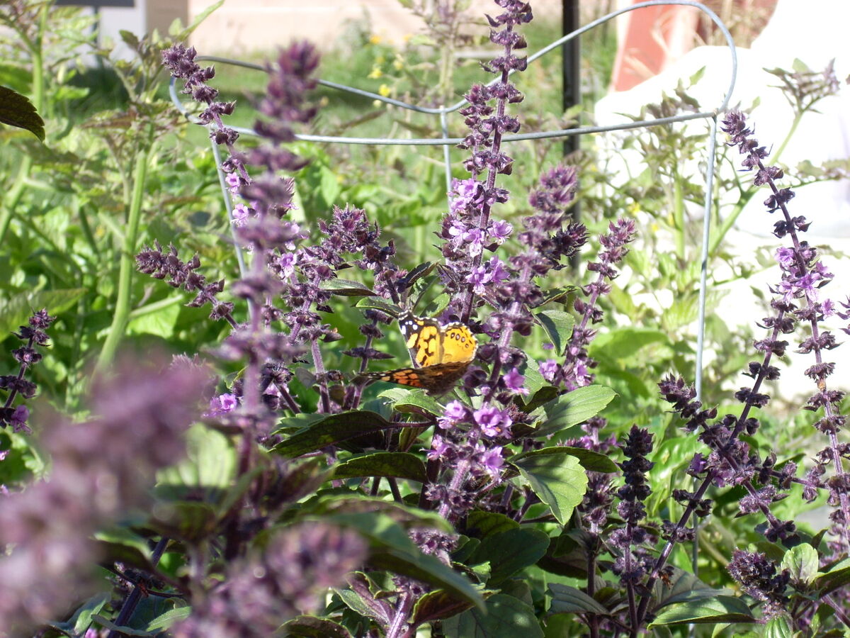 African blue basil WikiGardener Fandom