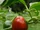 Capsicum annuum 'Cherry bomb'