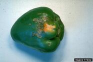 Bacterial spot of tomato and pepper