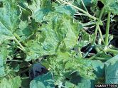 Squash mosaic virus on a squash