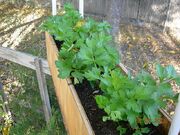 Celery box trench