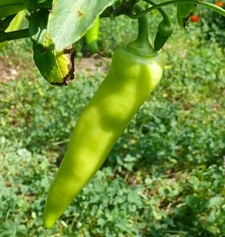 Sweet pepper Banana
