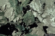 Flea beetle