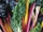Swiss chard