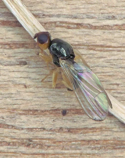 Carrot fly Chamaepsila rosae