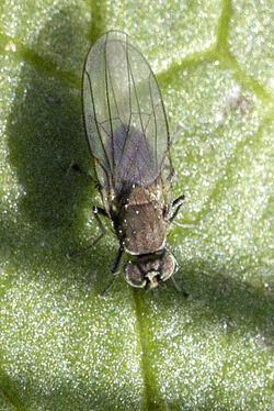 Shore fly Hydrellia griseola