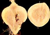 Swede Boron deficiency Root