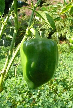 Sweet pepper Chocolate beauty