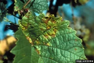 Grape Downy Mildew.jpg (330 KB) Grape leaf (Plasmopara viticola)