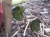 Runner Bean Frost Damage.jpg (190 KB) Frost damage to a young runner bean plant