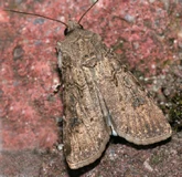 A Turnip Moth