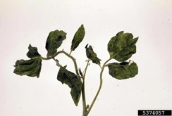 Potato virus Y