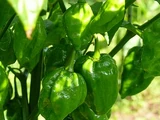 Capsicum chinense 'Golden habanero'