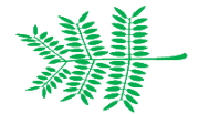 A bipinnate leaf structure