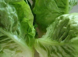 Lettuce Little Gem