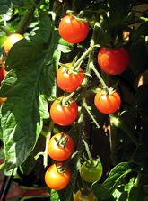 Tomato Gardeners Delight.jpg (161 KB) The missing fruit is an instance of blossom drop