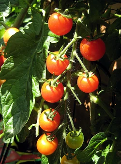 Tomato Gardeners Delight