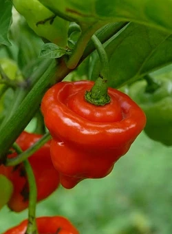 Chilli Habanero belize sweet