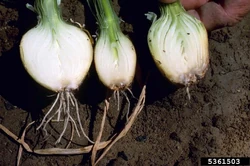 Onion Fusarium basal rot Fusarium oxysporum f. sp. cepae