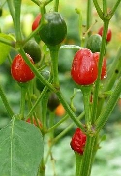 Chilli Arizona chiltepin