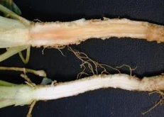 Parsley Phytophthora primulae.jpg (9 KB) Phytophthora blight (Phytophthora primulae) on parsley