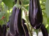 Eggplant