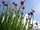 Chives